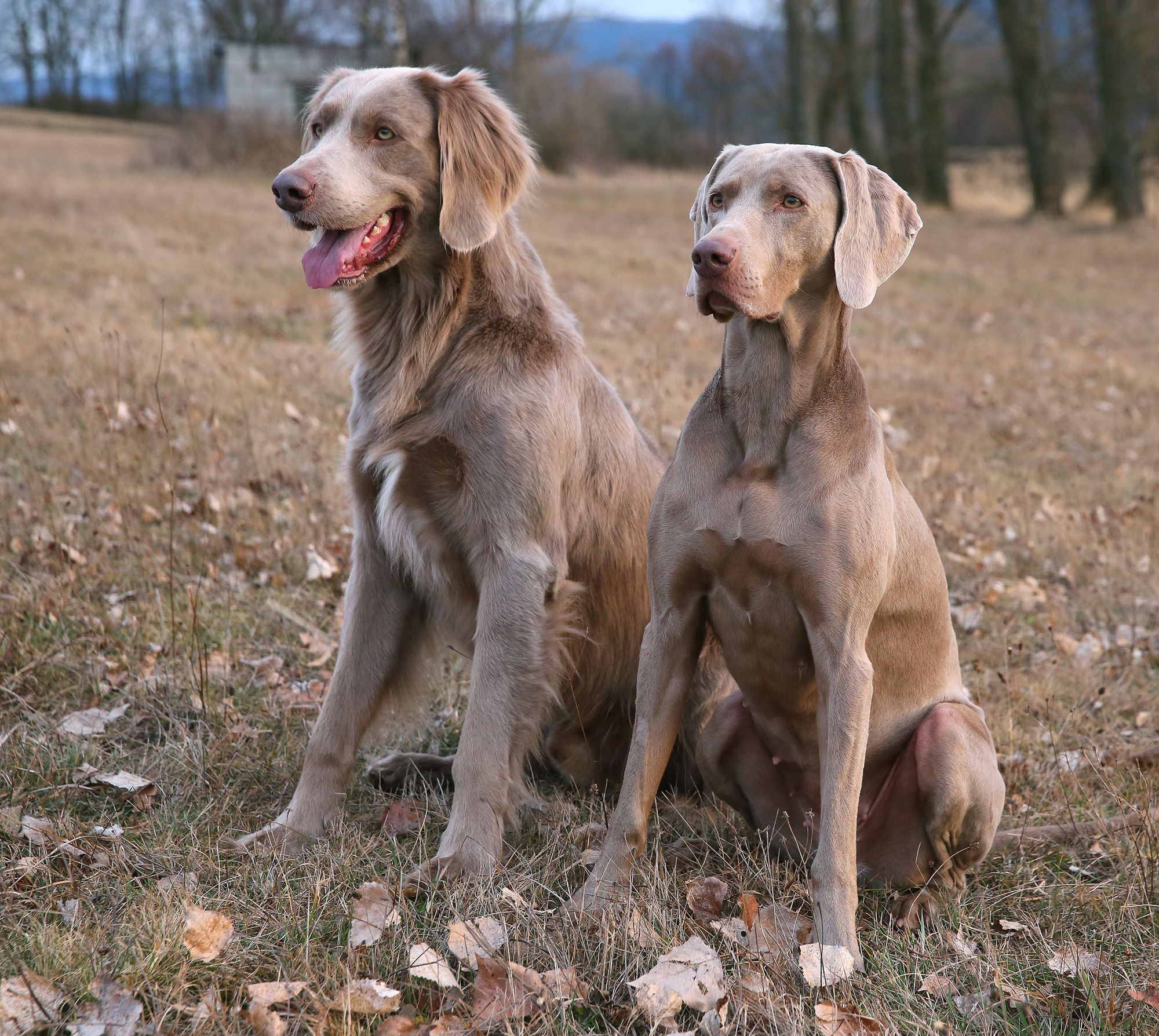 Semper best sale adamas weimaraner