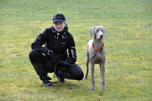 Weimaraner